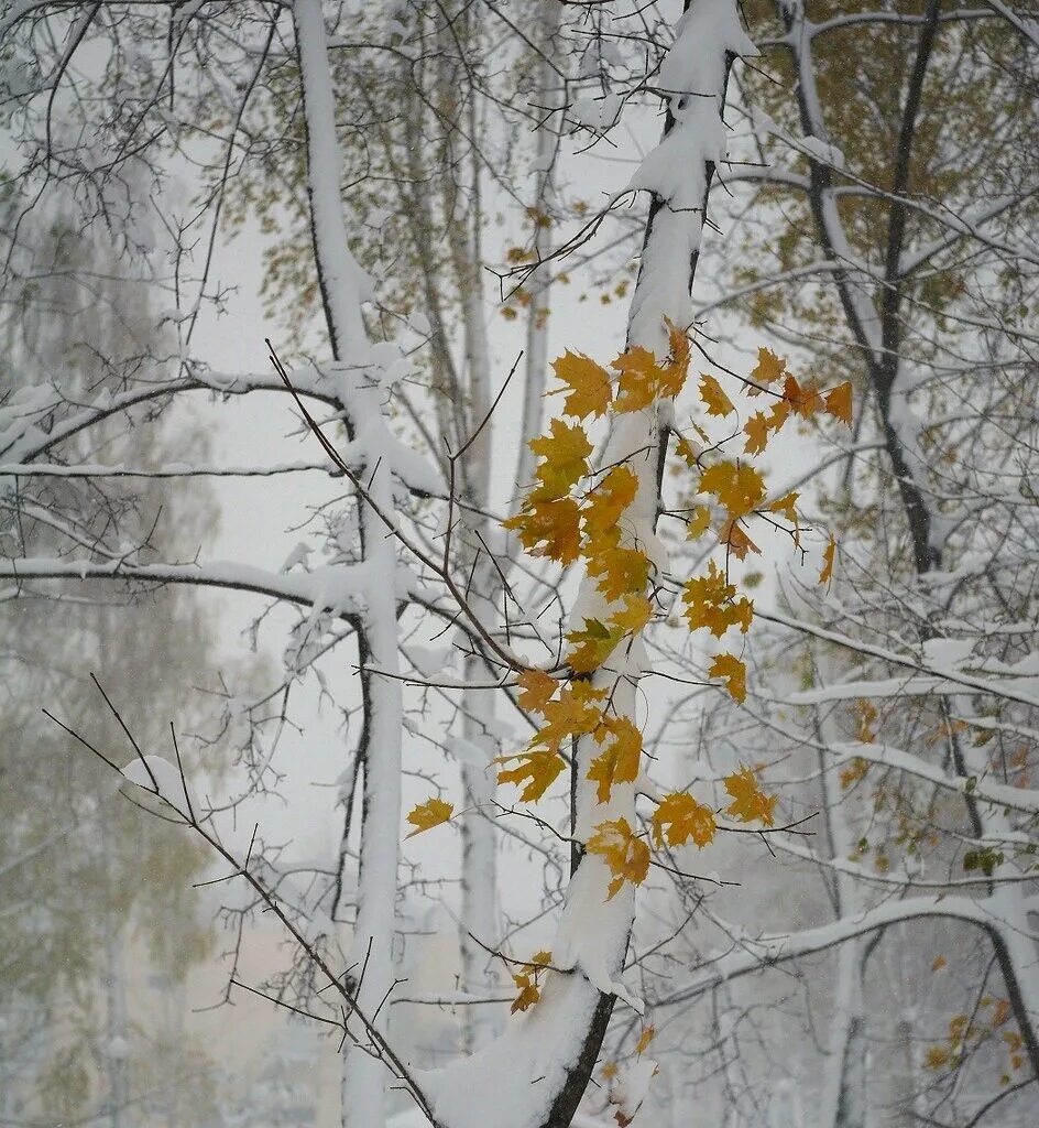 Березка последние. Клен зимой. Осенние деревья в снегу. Первый снег на деревьях. Клен в снегу.