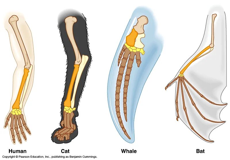 Строение конечностей рисунок. Скелет передней конечности китообразных. Гомология скелета передней конечности позвоночных. Эволюция скелета конечностей позвоночных. Эволюция скелета конечностей хордовых.
