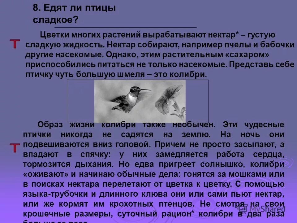 Хищные птицы. Является ли птица животным. Гибриды животных. Пернатая кошка. Сова и кот.