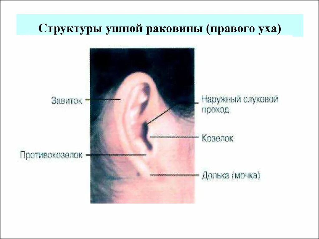 Противокозелок ушной раковины. Наружная поверхность ушной раковины. Противозавиток ушной раковины.