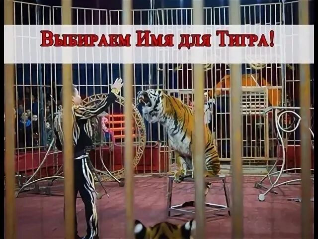 Красивые имена для тигрят. Клички для тигров. Кличка для тигра. Бенгальский лев. Имена для тигрят.