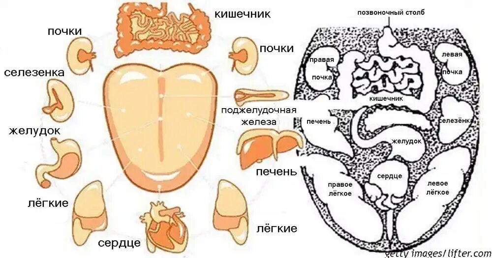 Строение языка человека вкусовые рецепторы. Диагностика болезней по языку. Стпоение ящвка. Язык схема органов. Проекционные зоны органов на языке.