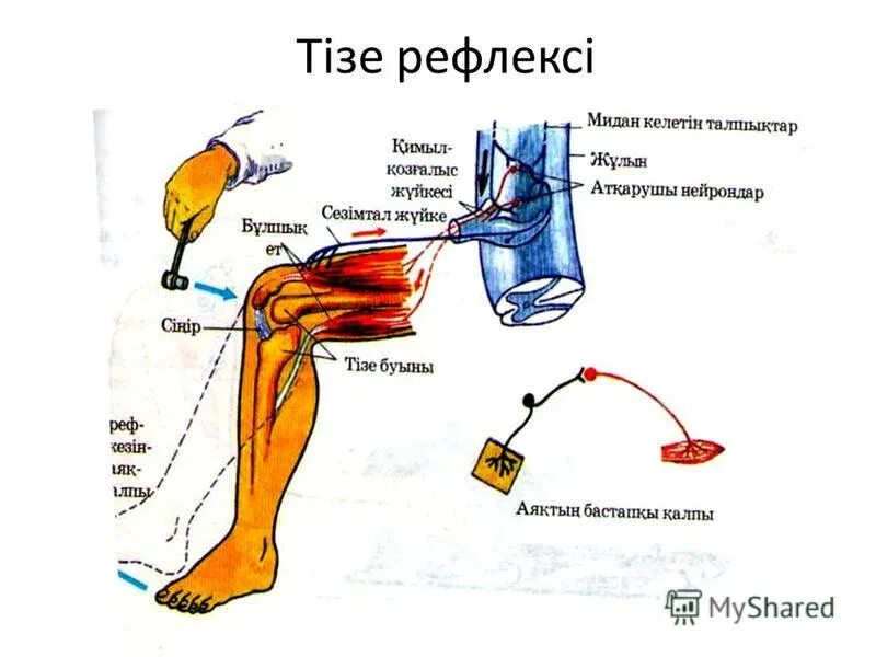 Шартты рефлекс. Рефлекс доғасы. Рефлекс дегеніміз не. Шартсыз рефлекс. Рефлекс доғасы слайд.