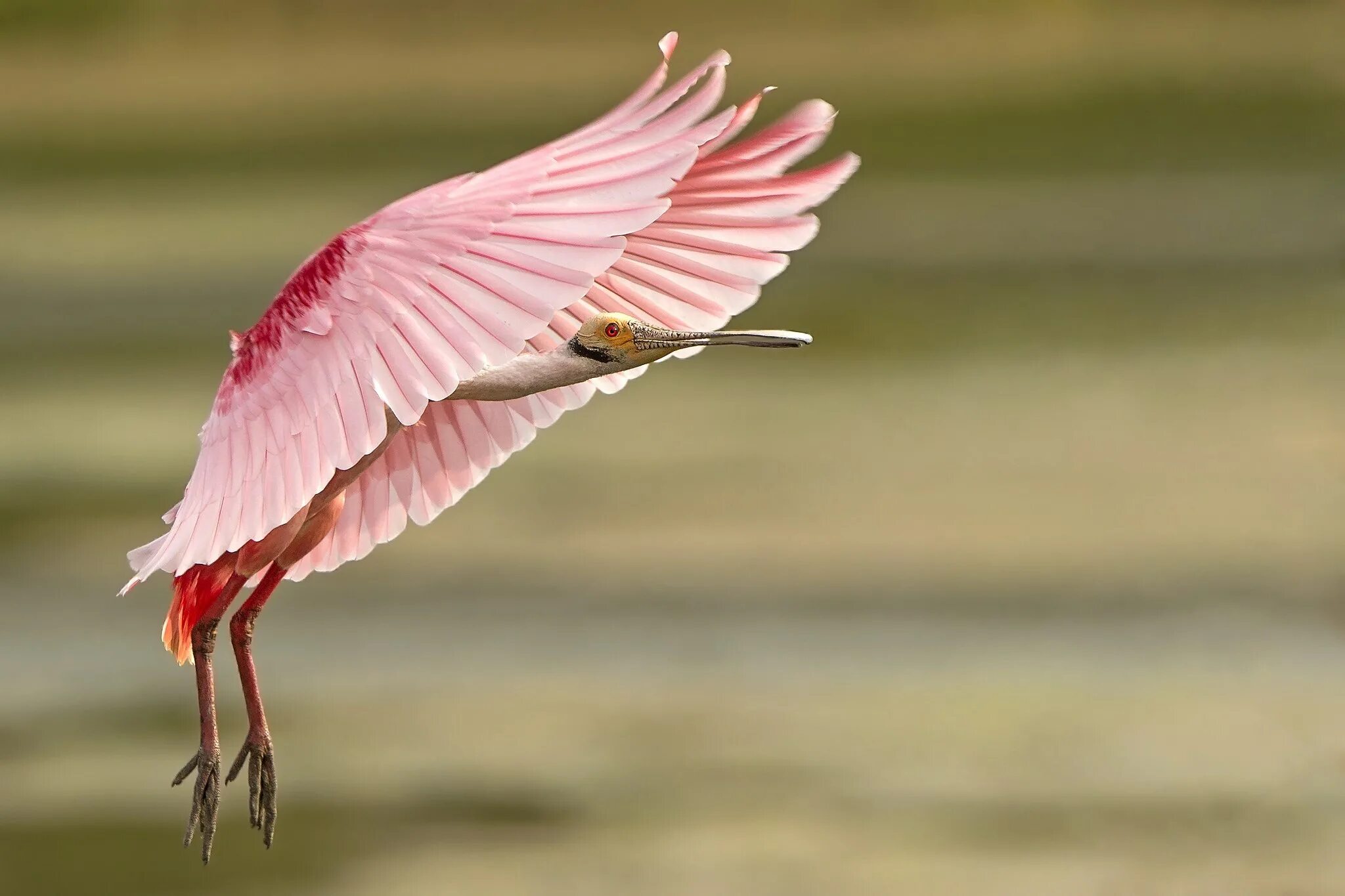 Оперение ее переливалось лимонным и розовым цветом. Roseate Spoonbill. Крыло птицы. Птицы с красивыми крыльями. Фламинго в полете.