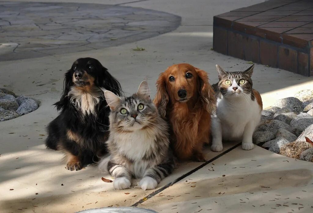 Кот в собаках 2. Кошки и собаки. Кот и собака вместе. Собака и кошка вместе. Необычные домашние животные.
