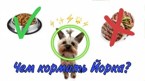 Можно давать йорку печень