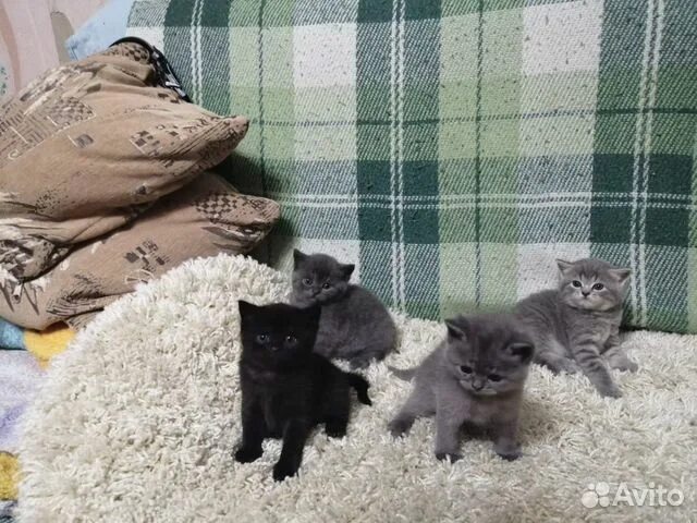 Котята в муроме на авито. Котята муром. Котята в муроме на авито. Котята в муроме на авито. Котята в муроме на авито.