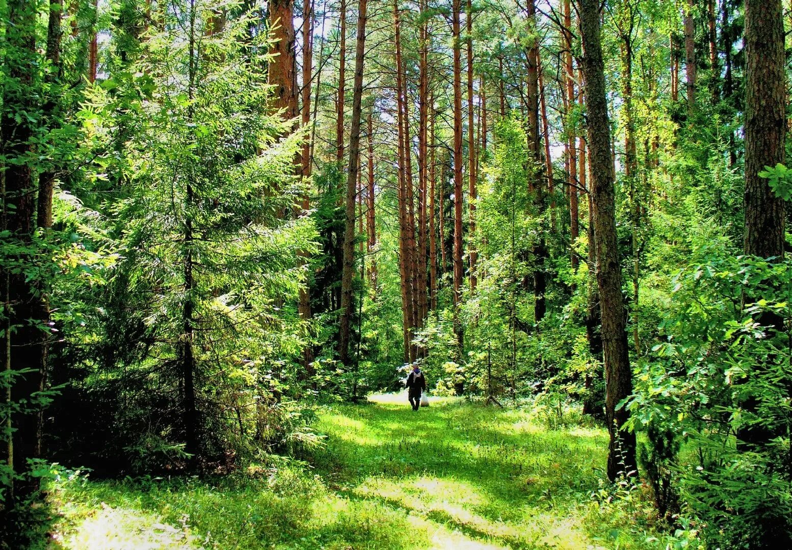 Леса россии лето. Киржач лес хвойный. Елово Сосновый лес. Цнинский Лесной массив. Лес Киржач Киржач.