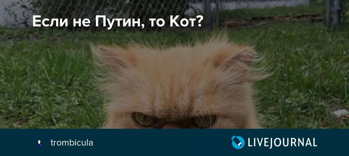 Если не он то кот. Если не то кот.