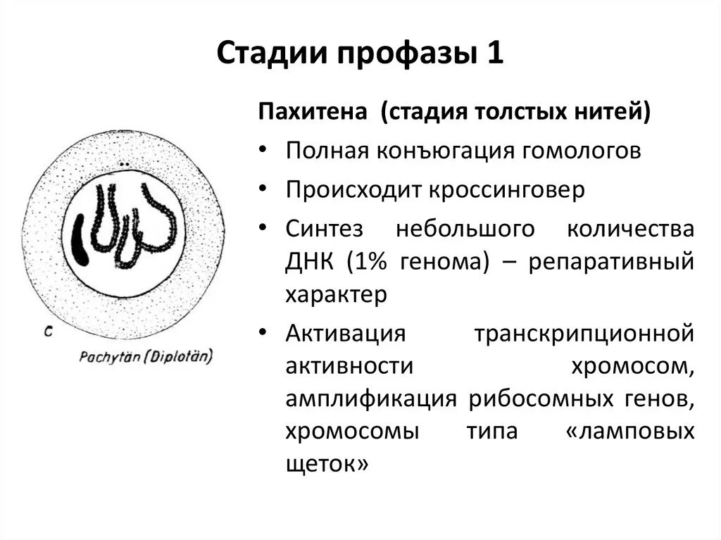 Этапы профазы 1 мейоза. Стадии профазы 1 мейоза. Фазы профазы 1. Профаза 1 мейоза подробно.