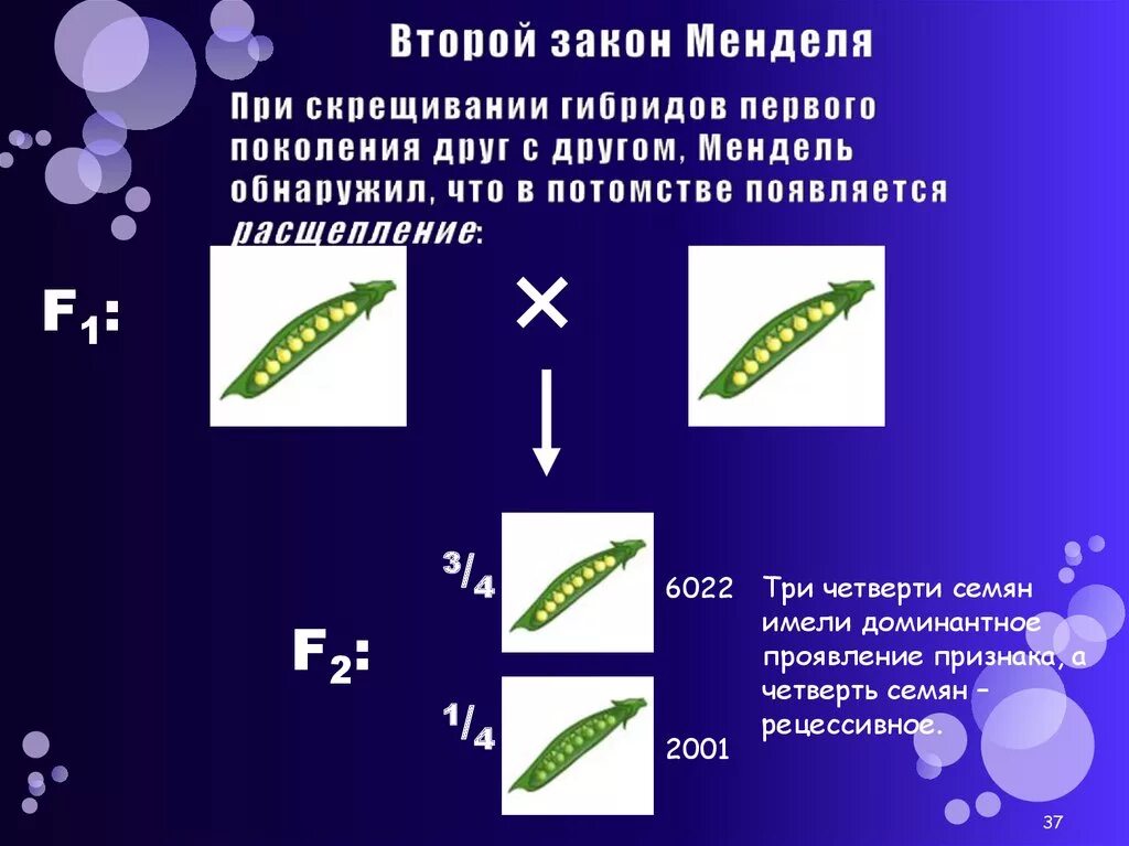 Законы Менделя. Закон гибридизации Менделя. Гибридизация это в биологии кратко. Второй закон Менделя закон единообразия гибридов первого поколения. Мендель второе поколение гибридов