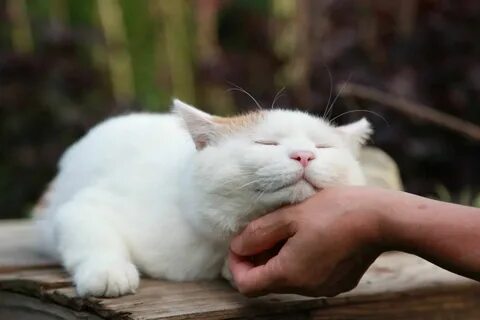Cat content