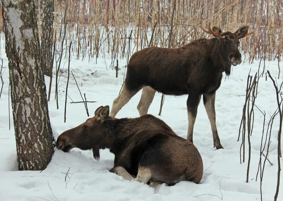 Кабан и косуля. Лось кабан медведь. Косули и кабаны лося. Лось европейский, кабан, марал. Лось и косуля.