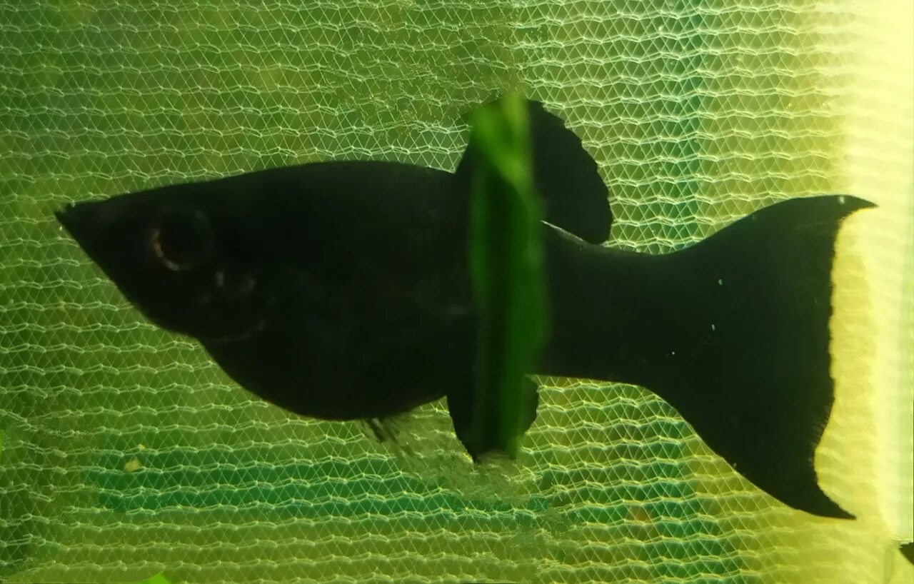 Как отличить самца моллинезия. Моллинезия самец. Моллинезия аквариумная рыбка Мирная. Чёрная Моллинезия самка.