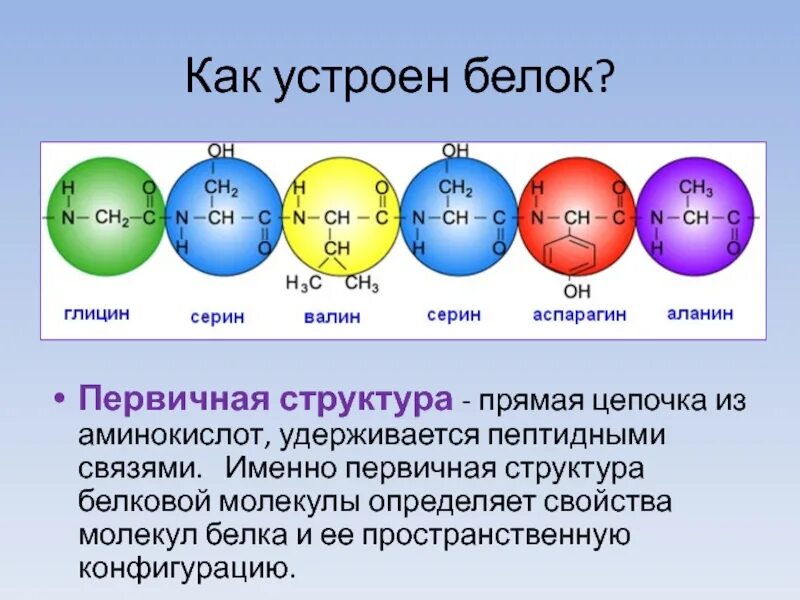 Какие связи есть в белке первичная. Как устроен белок. Первичная структура белков удерживается. Цепочка из аминокислот. Как устроены белки.