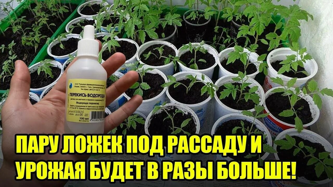 Удобрение рассады перекисью водорода. Для рассады своими руками. Всход рассады помидор. Рассада удобрение для рассады. Можно ли подкормить рассаду перекисью