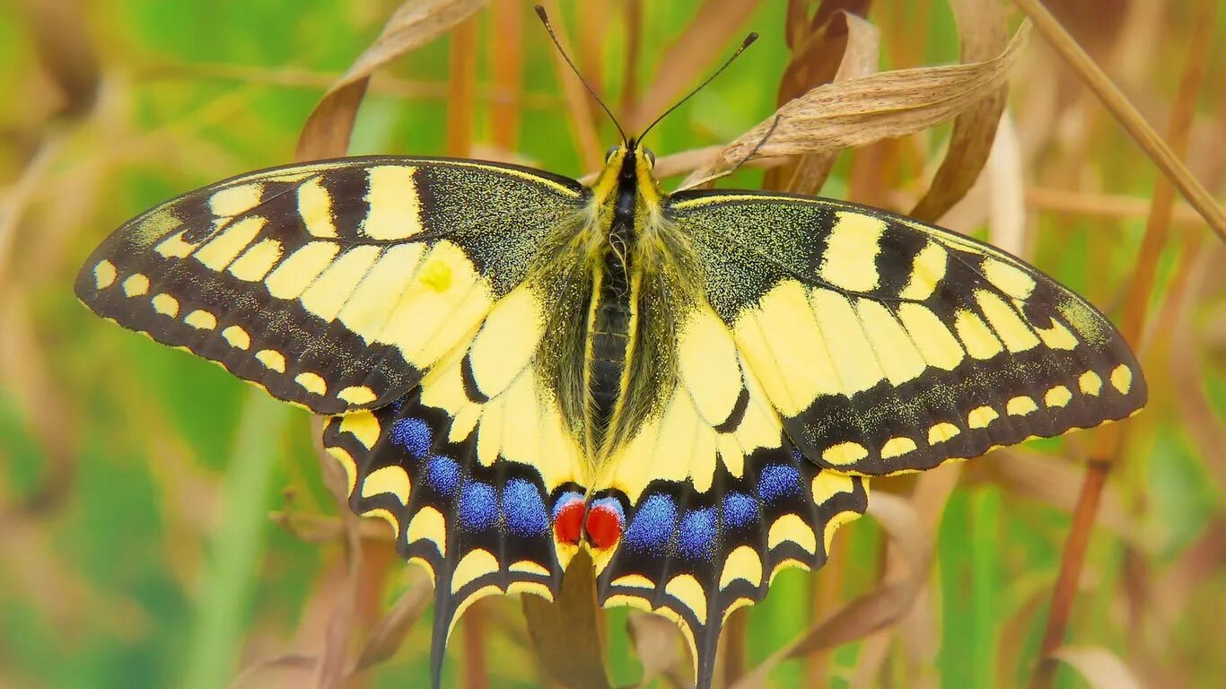 Бабочка Swallowtail. Бабочка крапчатый Арлекин. Черный Кардинал бабочка. Бабочка парусник Коцебу. Дневная бабочка сканворд