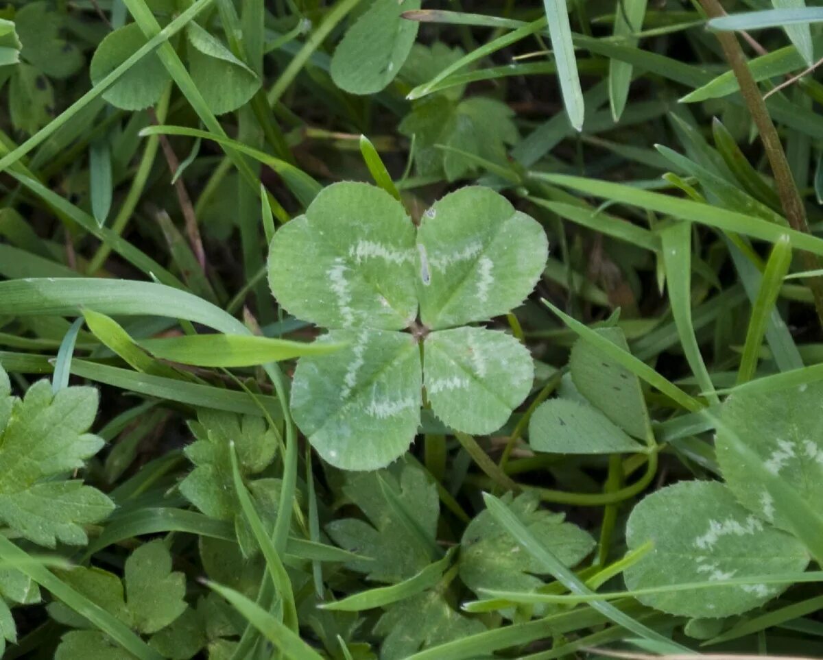 Clover kext