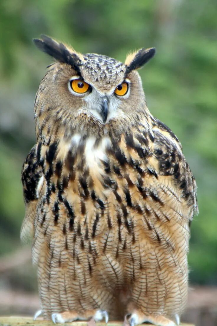 Owl, Brown, Large, Head, Looking Owl, Nature photos, Nature