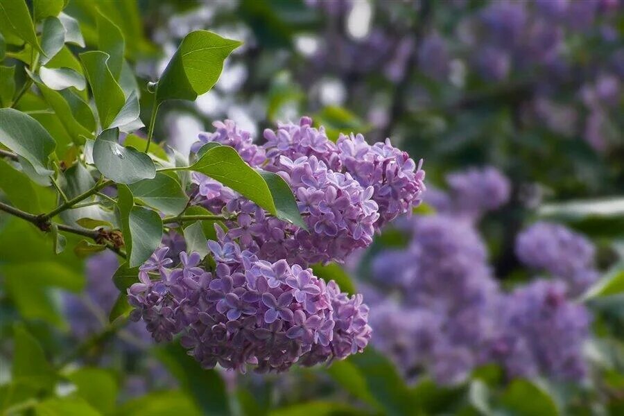 Видеть во сне сирень цветущую. Сирень обыкновенная пионер. сирень волосистая куст. сирень сиреневая. сирень мохнатая.