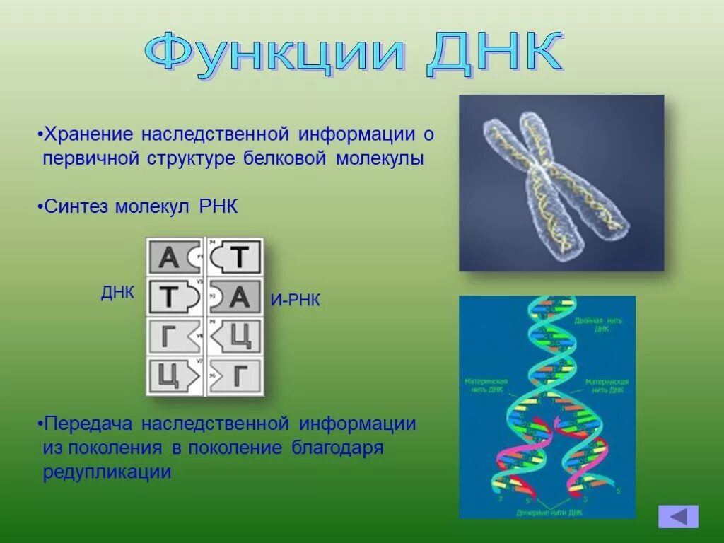 Функции биологических молекул. Строение ДНК. Функции ДНК. Строение и функции дне. Структура и функции молекул ДНК.