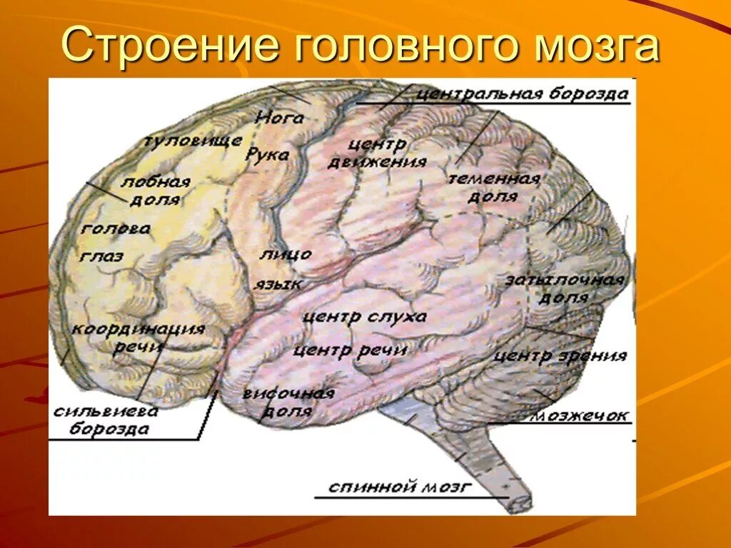 Основные центры мозга. Строениеголовного мозхга. Строение головного мозга. Строение головноготмозга. Строение головного мозга человека.