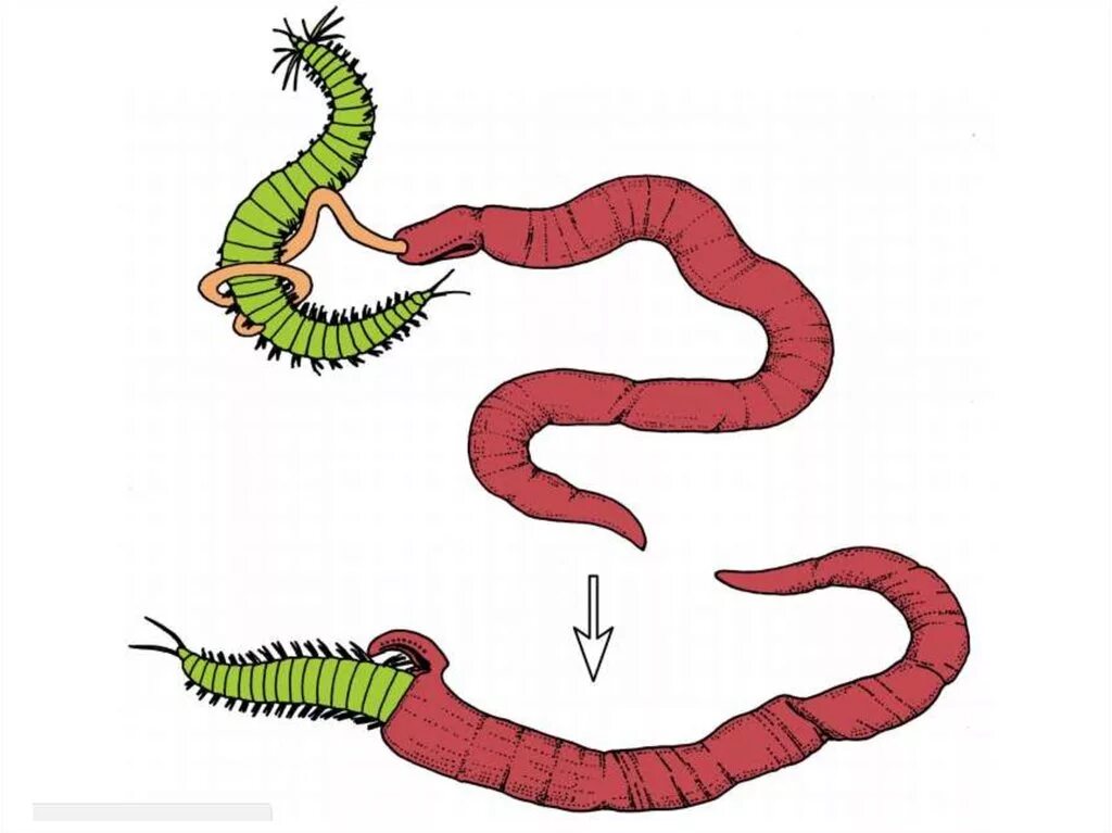 Развитие с метаморфозом дождевой червь. Фрагментация дождевых червей. Кольчатые черви дождевой червь. Кольчатые черви дождевой червь размножение. Размножение дождевых червей.