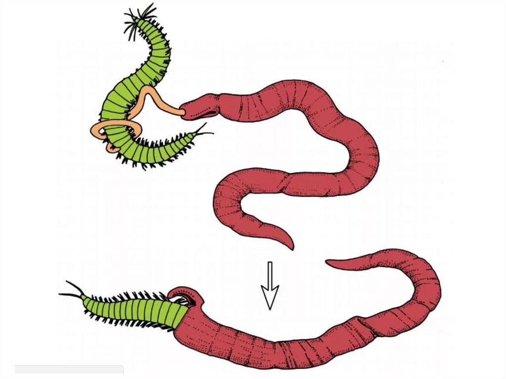Кольчатые черви половая. Фрагментация дождевых червей. Кольчатые черви. Регенерация кольчатых червей. Кольчатые черви дождевой червь размножение.