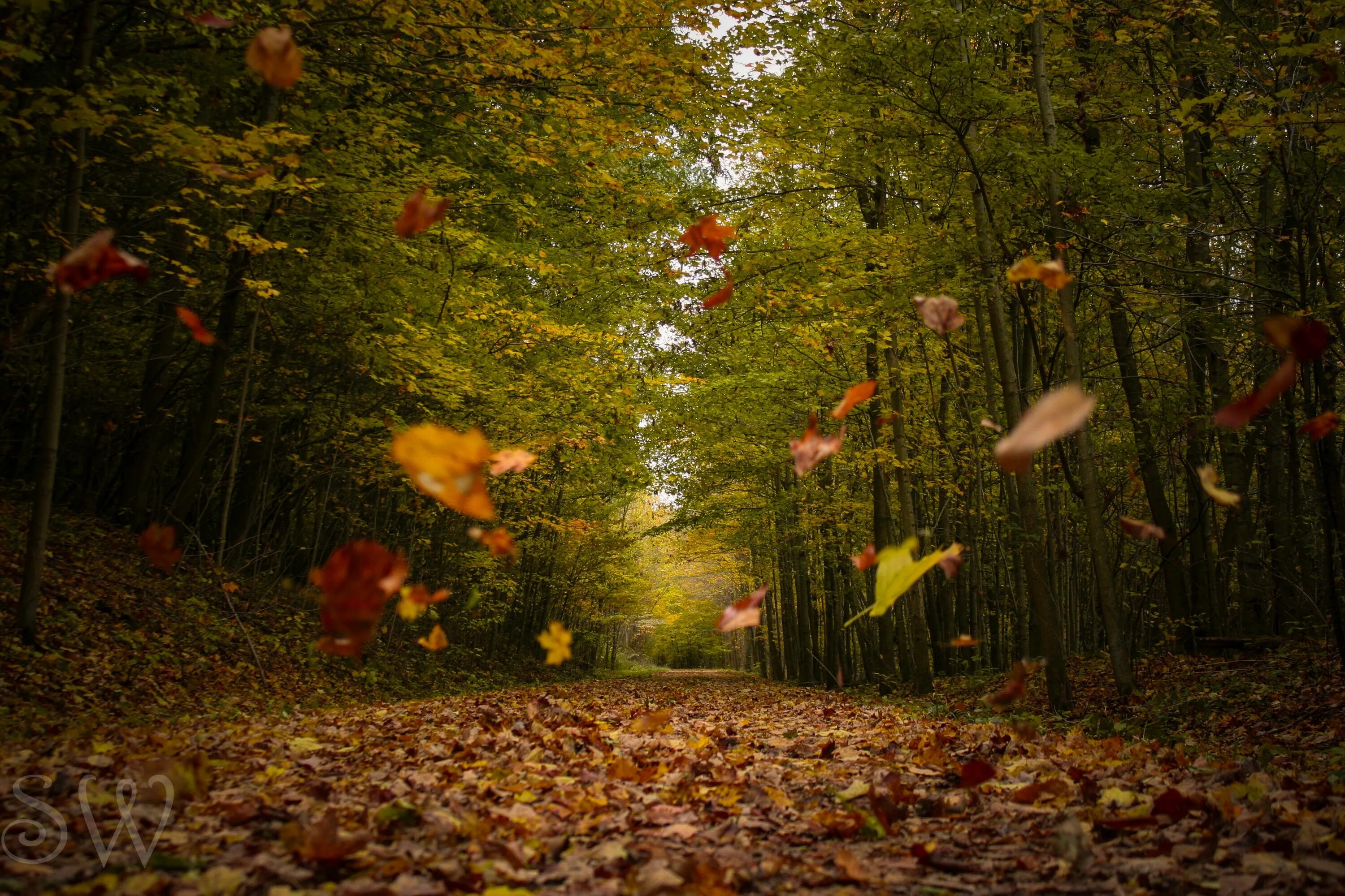 Колышимый ветром лист. Листья кружатся. Ветер в осеннем лесу. Листопад в лесу. Осень листопад.