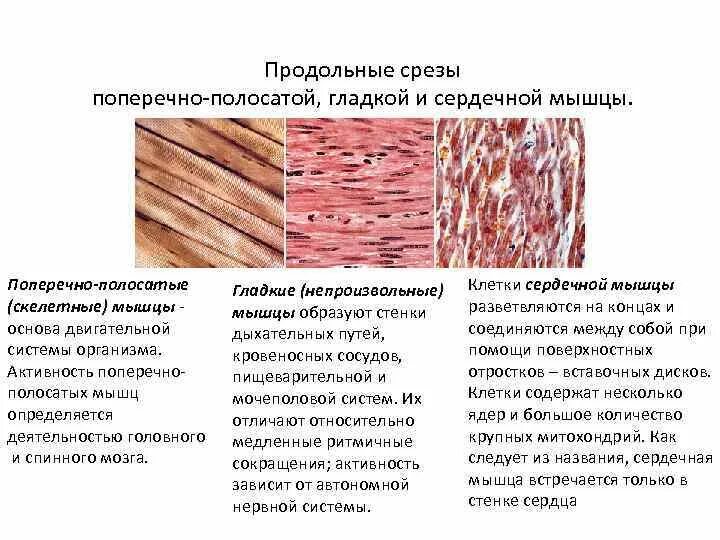 Волокна поперечно полосатой мышечной ткани ядра. Скелетная сердечная и гладкая мышечная ткань. Поперечнополосатая Скелетная мышечная ткань строение. Строение скелетной мышцы и поперечно полосатой мышечной ткани. Поперечно полосатая мышечная ткань сердечная и Скелетная.