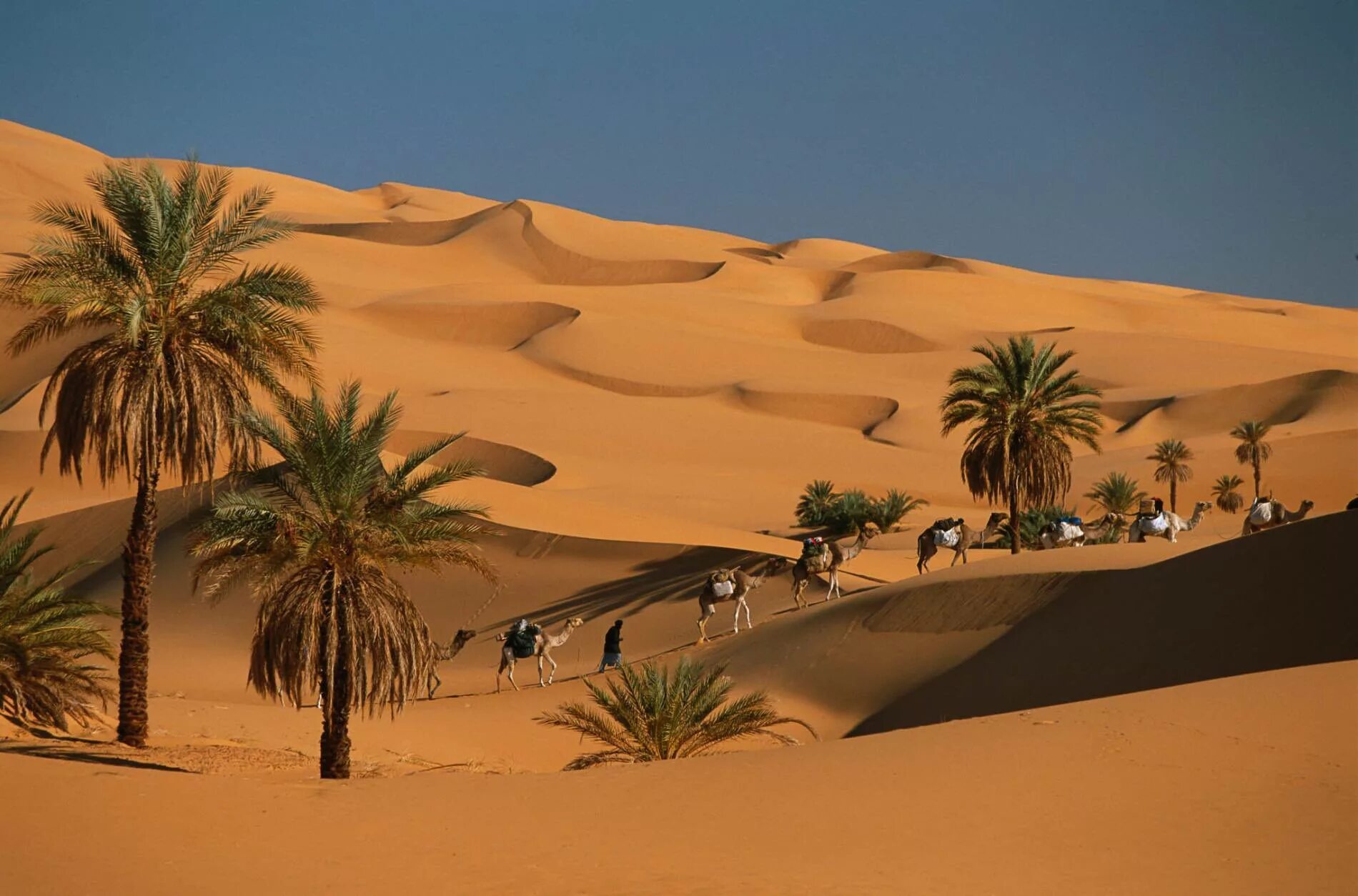 Оазис Аравийской пустыни. Оазисы в Аравийской пустыне. Пустыня Караван Оазис. Пустыня сахара Оазис.
