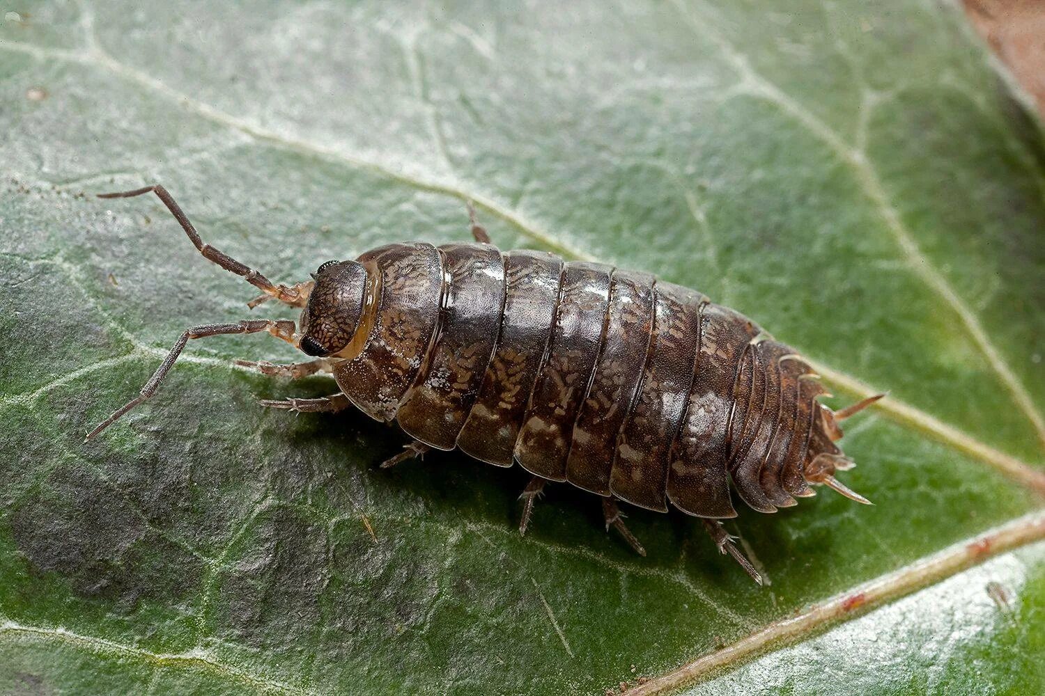 Домашние мокрицы в квартире как избавиться. Мокрицы Porcellio scaber. Мокрица Жук личинки. Жук чешуйница. Мокрица обыкновенная насекомое.