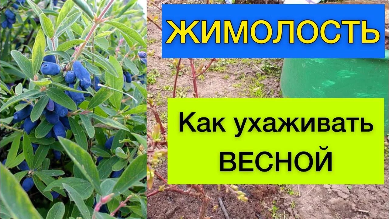 Жимолость уход весной после зимы подкормка. Жимолость съедобная кубышка. Жимолость весной. Как ухаживать за жимолостью. Жимолость съедобная посадка.