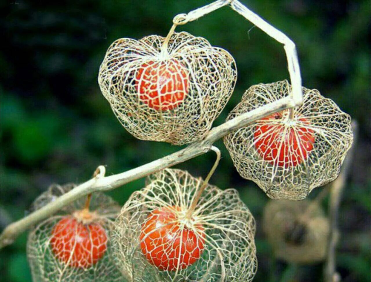 Физалис alkekengi. Физалис декоративный. Физалис растение. Физалис ягодный семена.