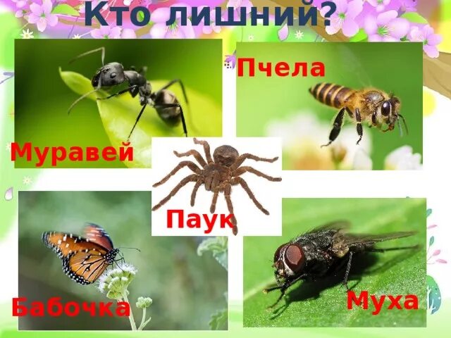 Бабочка муравей паук