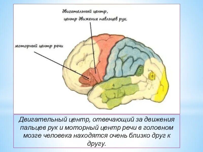 Центр речи в мозге человека. Зона мозга отвечающая за речь и моторика. Что в мозге отвечает за речь. Отделы мозга,отвечающие за моторику. Связь мелкой моторики и речи.