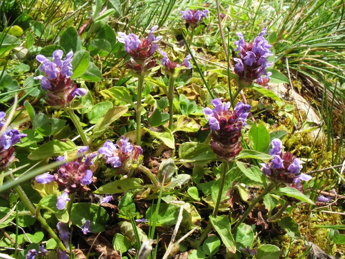 Черноголовка прунелла обыкновенная. Черноголовка лечебные свойства. Prunella vulgaris черноголовка обыкновенная. Черноголовка прунелла обыкновенная. Prunella vulgaris.