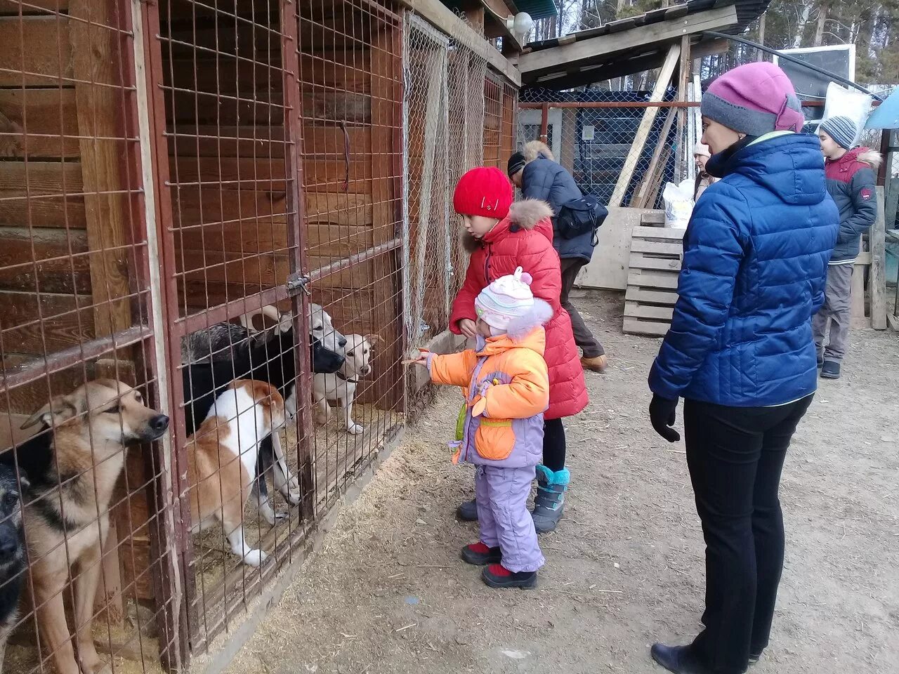 Приют для собак в красносельском районе. Приют для собак в с. Муниципальный приют для животных в бирюлево. Агаповский приют для животных. Собачий приют.