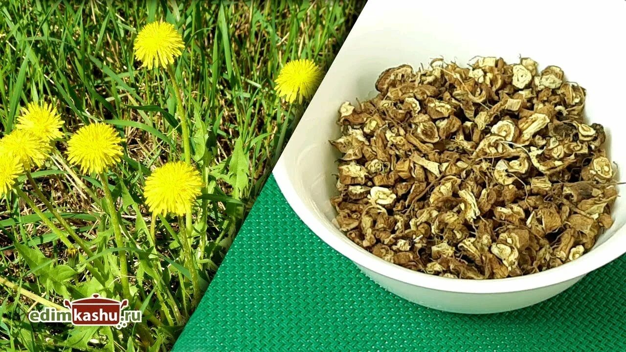 Как заготовить цветы одуванчика на зиму. Корень одуванчика. сушеный одуванчик. сушка одуванчика. корень одуванчика сушка.