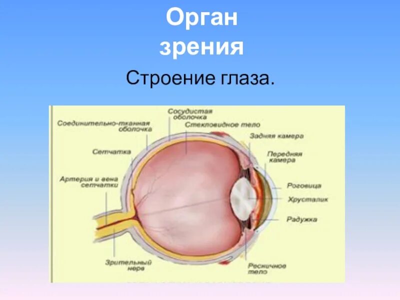 1 орган зрения строение. Орган зрения анализатор анатомия человека. Строение органа зрения. Строение глаза. Структура органа зрения.