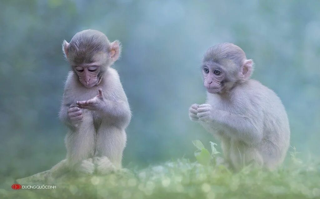 Макаки смешные. Фото обезьяны. Макаки подружки. Две смешные обезьянки.