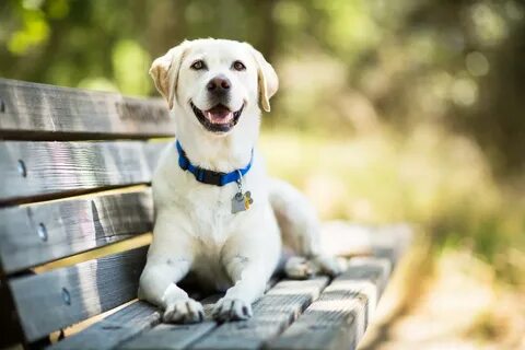 Dog but