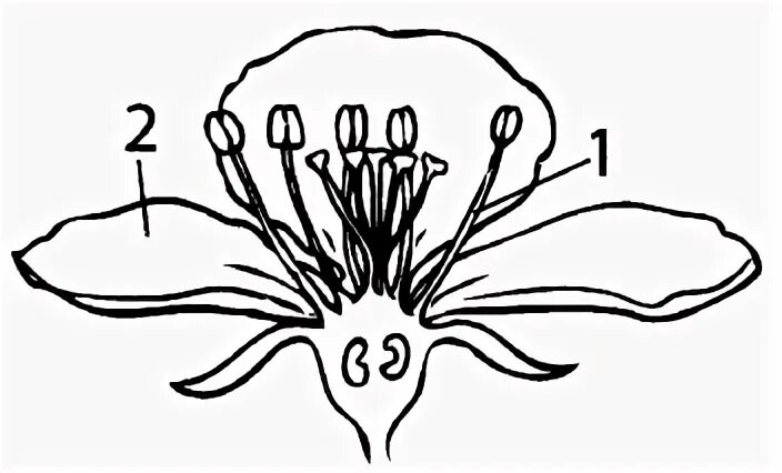 Плод тест 1. Цветок биология. Строение цветков вишни. Строение цветка контрольная. Коническое цветоложе.