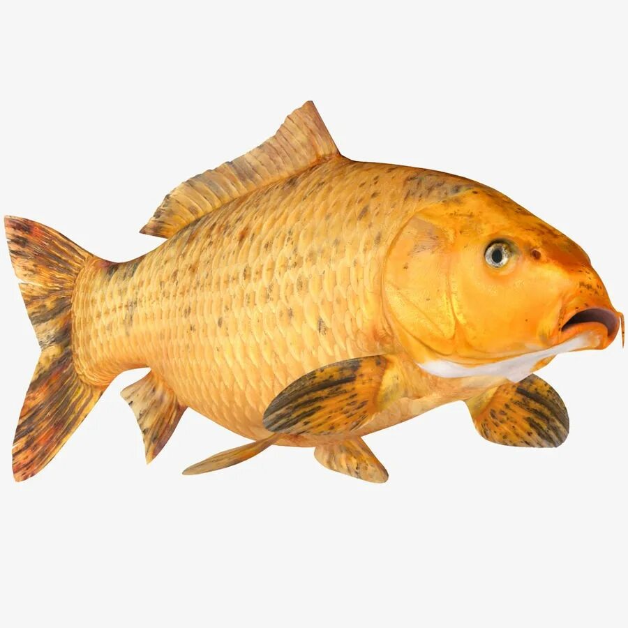 Рыба Карп. Золотой Карп рыба. Золотистый Карп. Золотой большеголовый Карп.
