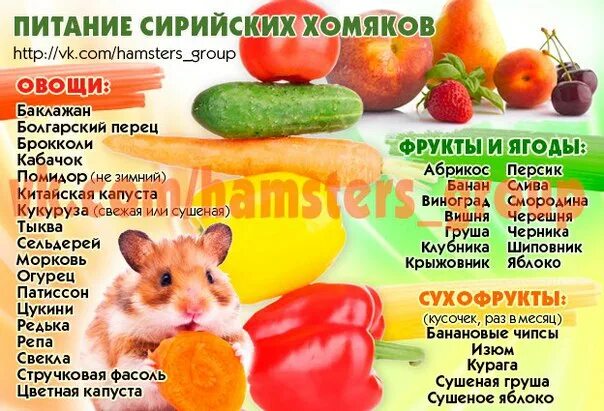 Можно ли хомякам гранат. Таблица питания сирийских хомяков. рацион питания сирийских хомяков. рацион сирийского хомяка. что можно давать сирийскому хомяку из овощей и фруктов.