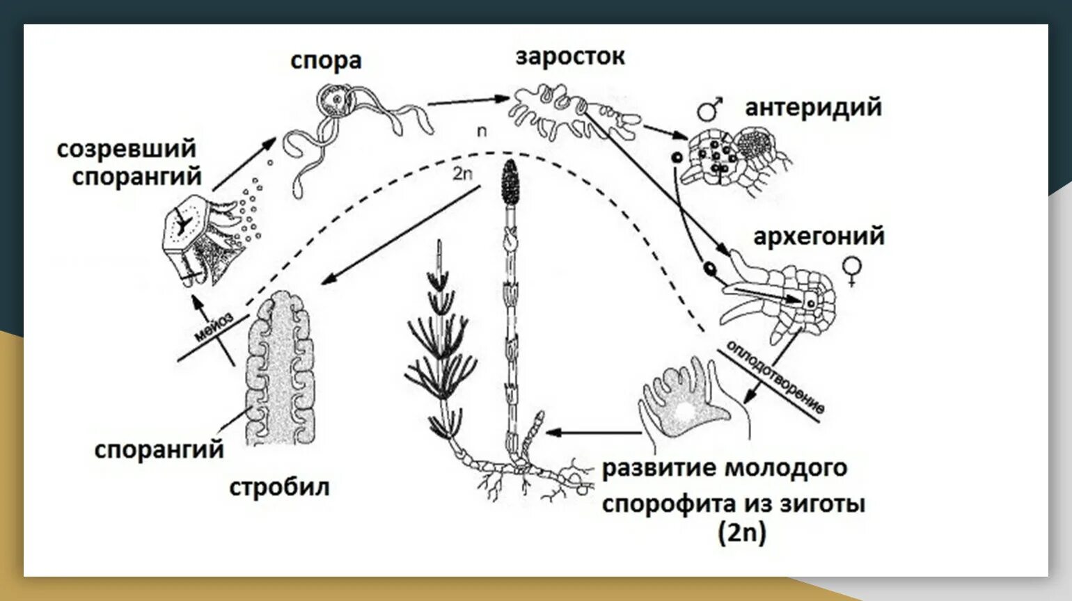 Жизненный цикл развития хвощей. Цикл размножения плауна. Жизненный цикл хвоща схема. Жизненный цикл хвоща полевого схема.