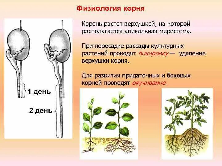 Организована корень. Физиология корня растений. Верхушка корня растения. Кончик побега и корня у растений.