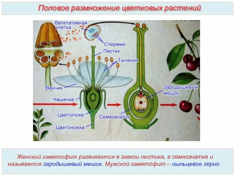 Какое размножение у цветов. Схема полового размножения покрытосеменных растений. Половое размножение покрытосеменных растений схема. Схема полового размножения покрытосеменных цветковых растений. Половое размножение покрытосеменных цветковых растений 6 класс.