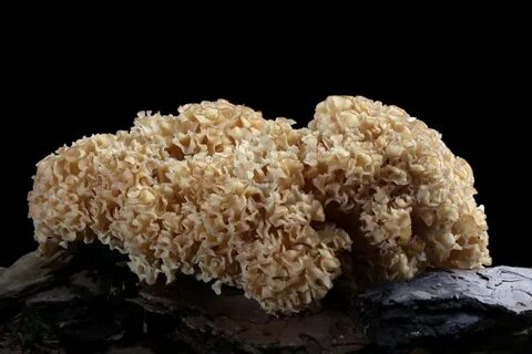 Какие грибы считаются самыми дорогими