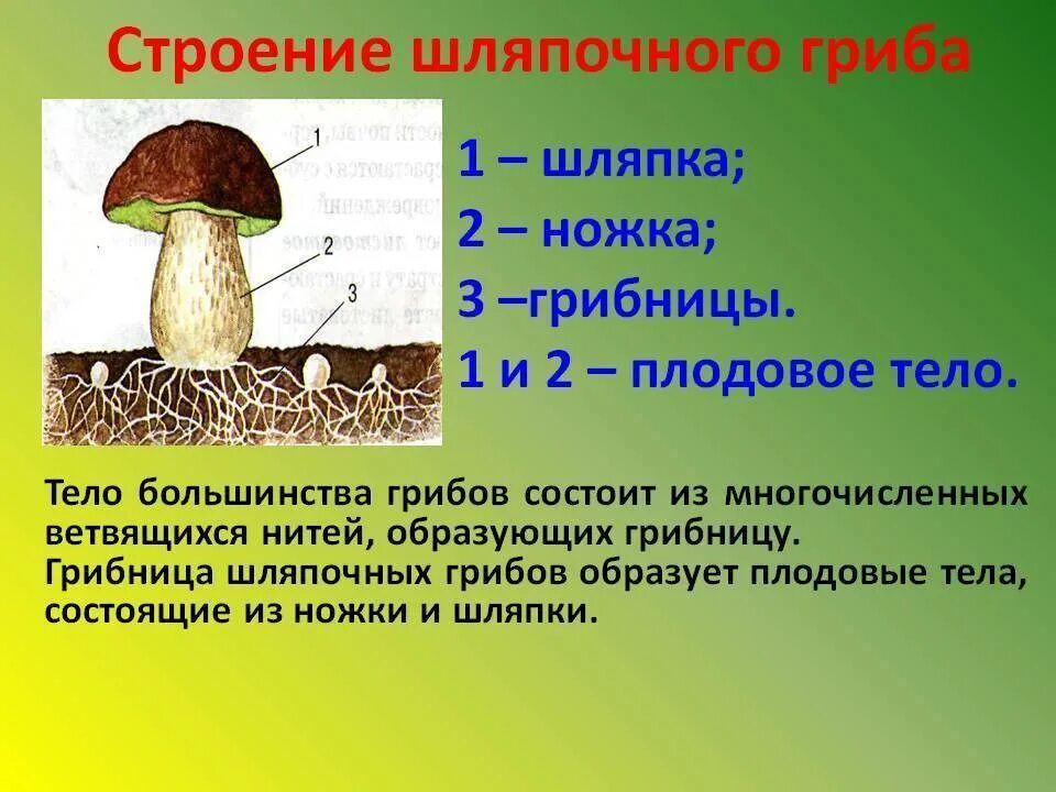 Строение шляпочного гриба 7 класс биология. Особенности строение шляпачных грмбов. Строение шляпки шляпочных грибов. Строение шляпочного гриппа. Строение гриба шляпотчншлово.